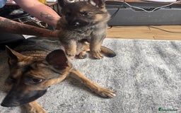 German Shepherd dogs for sale: 3 German shepherd puppies - Image 24