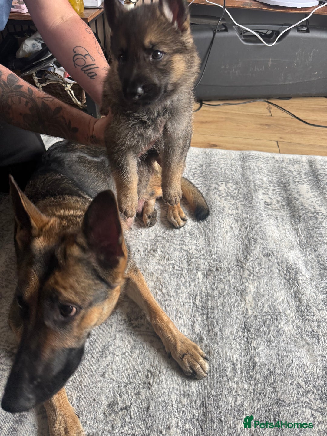 German Shepherd dogs for sale: 3 German shepherd puppies - Image 24
