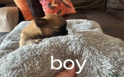 Chihuahua dogs for sale: Chihuahua long coat puppies 2 girls and 1 boy - Image 20