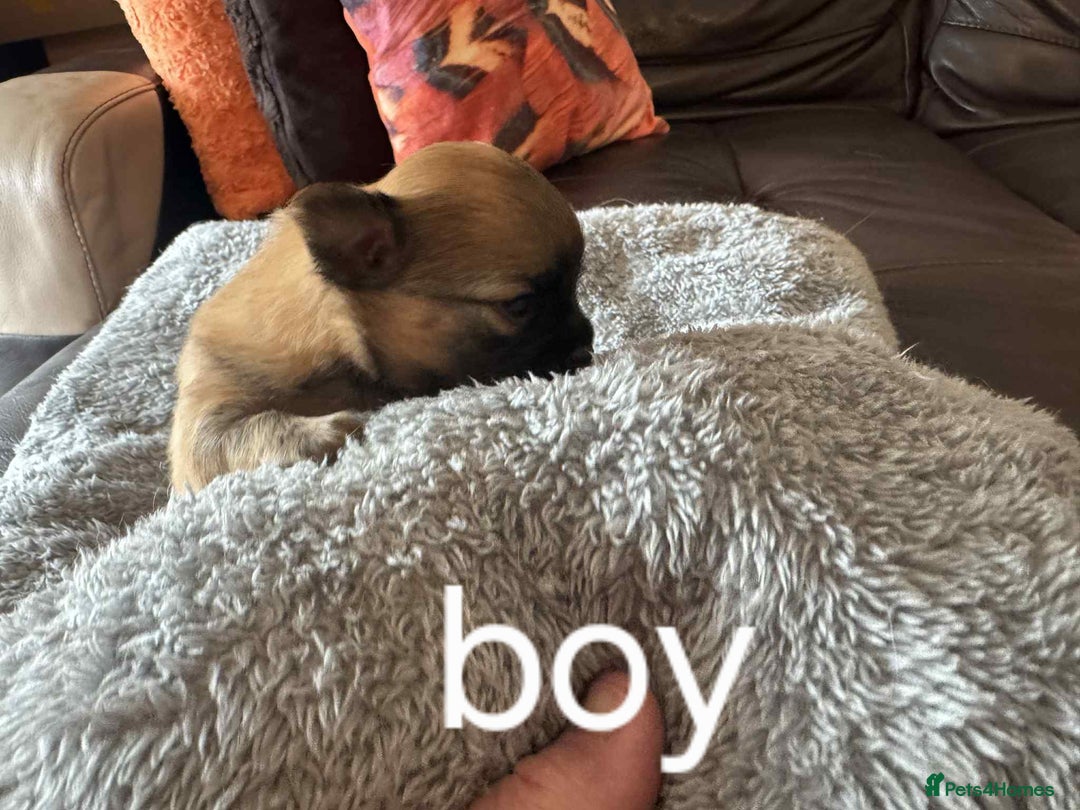 Chihuahua dogs for sale: Chihuahua long coat puppies 2 girls and 1 boy - Image 20