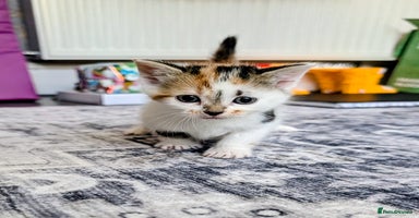 Siberian cats - Advert 3