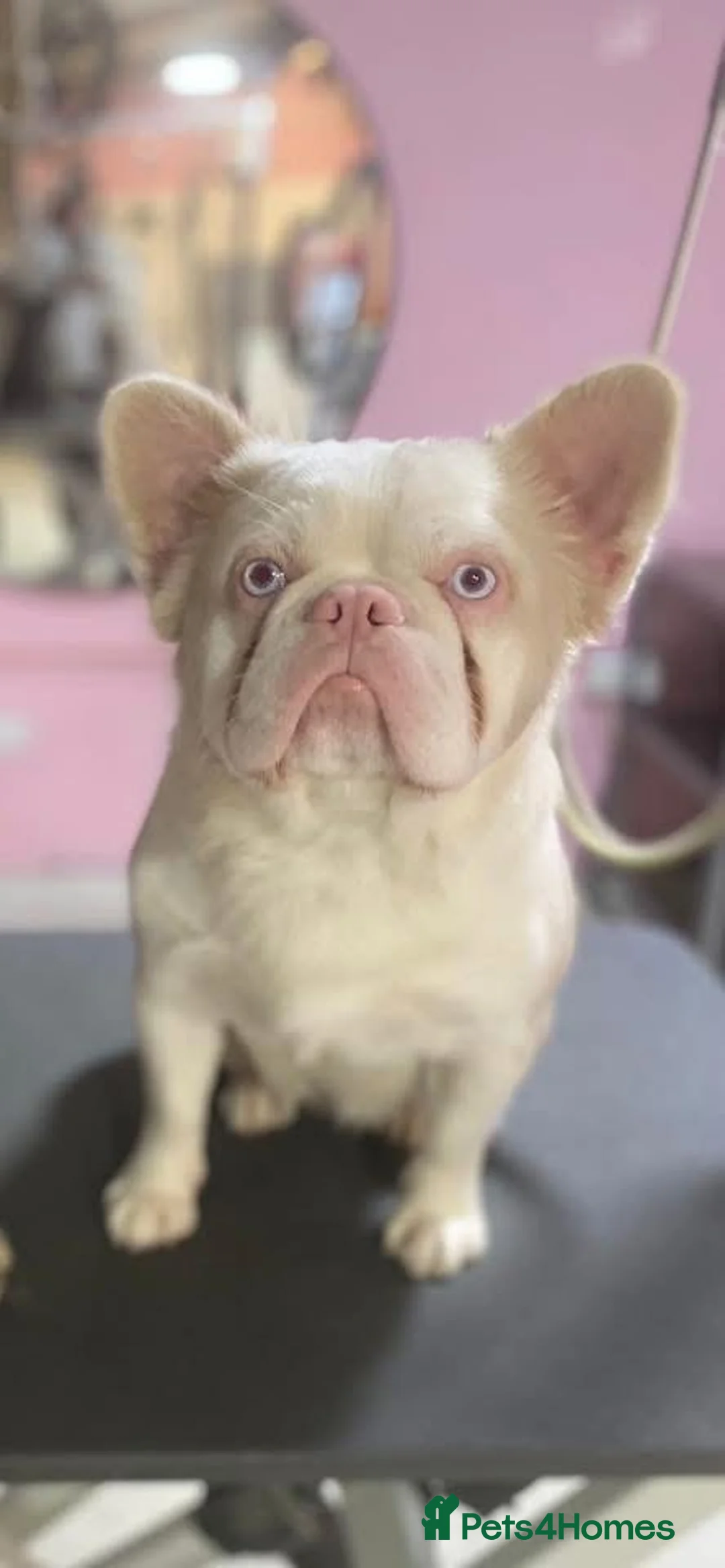 French Bulldog dogs for stud: ❤️ PINK FLUFFY STUD, KC REGISTERED ♥️  - Advert 2