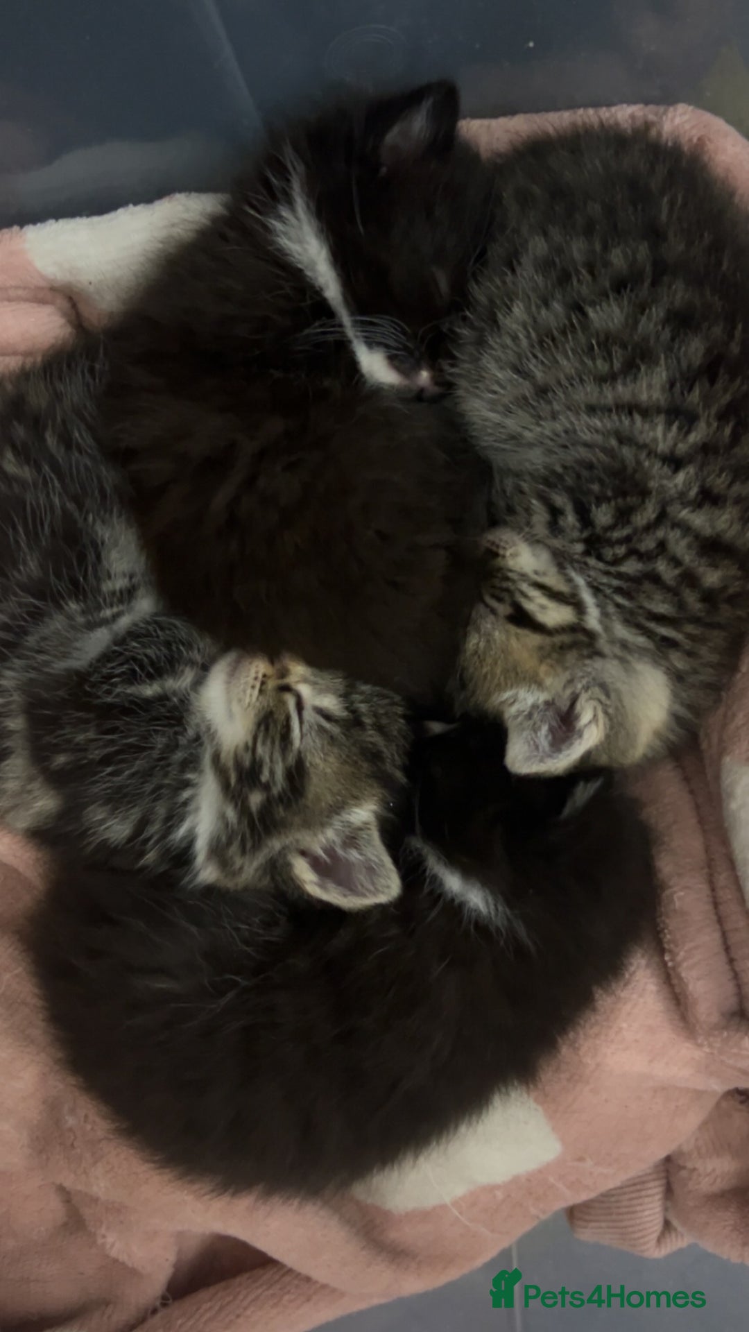 Bengal cats for sale: Bengal mixed fur babies - Advert 1