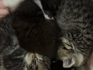 Bengal cats Bengal mixed fur babies - Advert 6