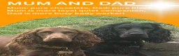 Cocker Spaniel dogs for sale: Beautiful cocker spaniel pups for loving homes  - Advert 3