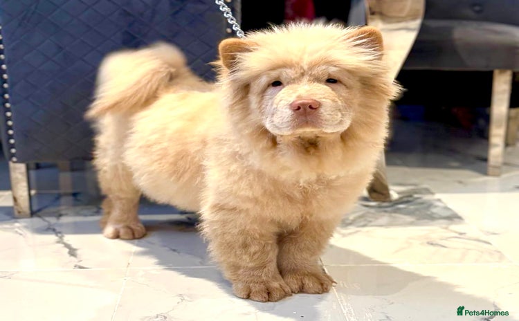 Chow Chow dogs - Advert 3