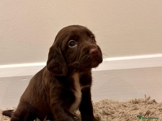 Sprocker dogs - Advert 32