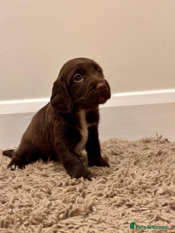 Sprocker dogs - Advert 5