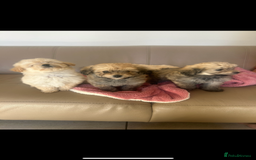 Pomapoo dogs for sale: Beautiful, Pomapoo puppies - Image 5