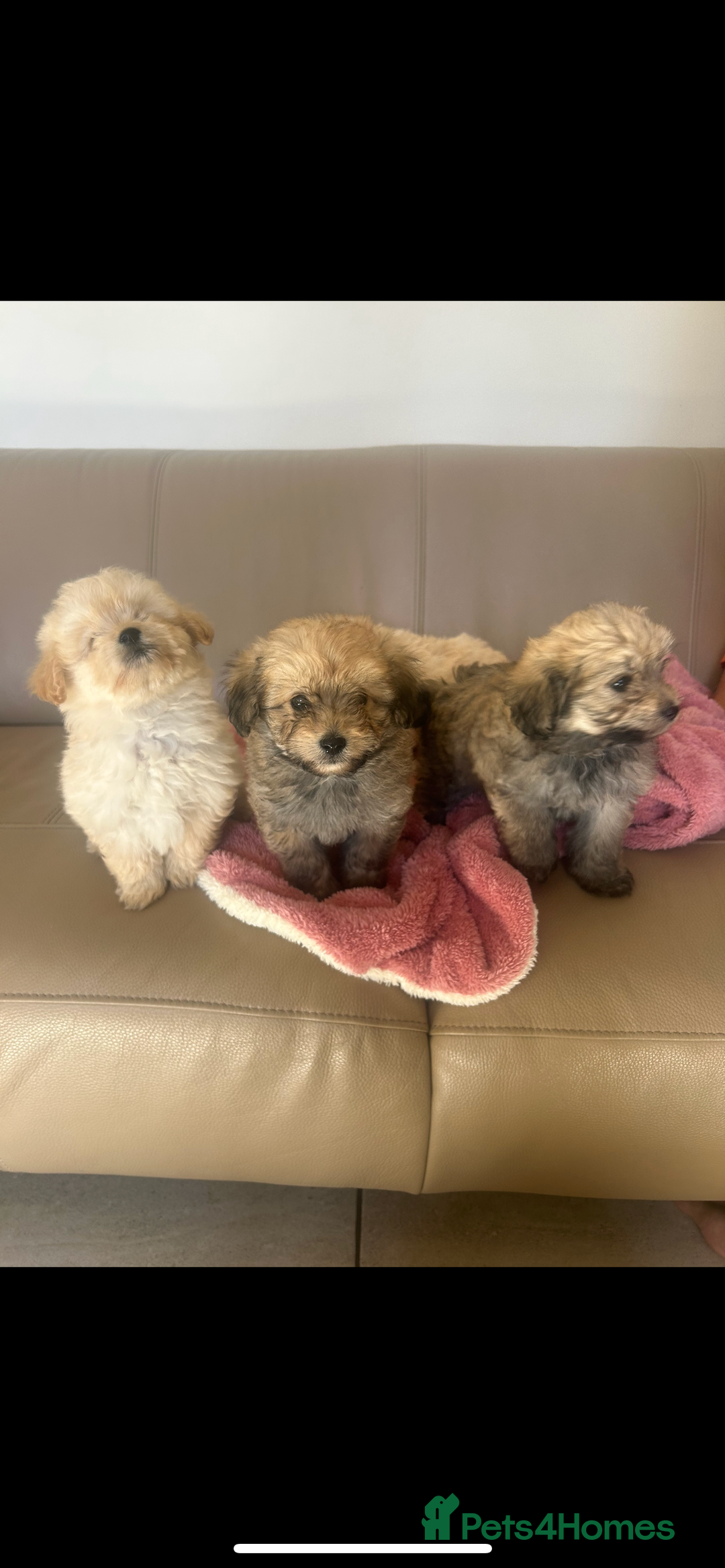Pomapoo dogs for sale: Beautiful, Pomapoo puppies - Image 5