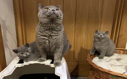 British Shorthair cats for sale: British Blue ready to Steal Your Heart!  - Image 6