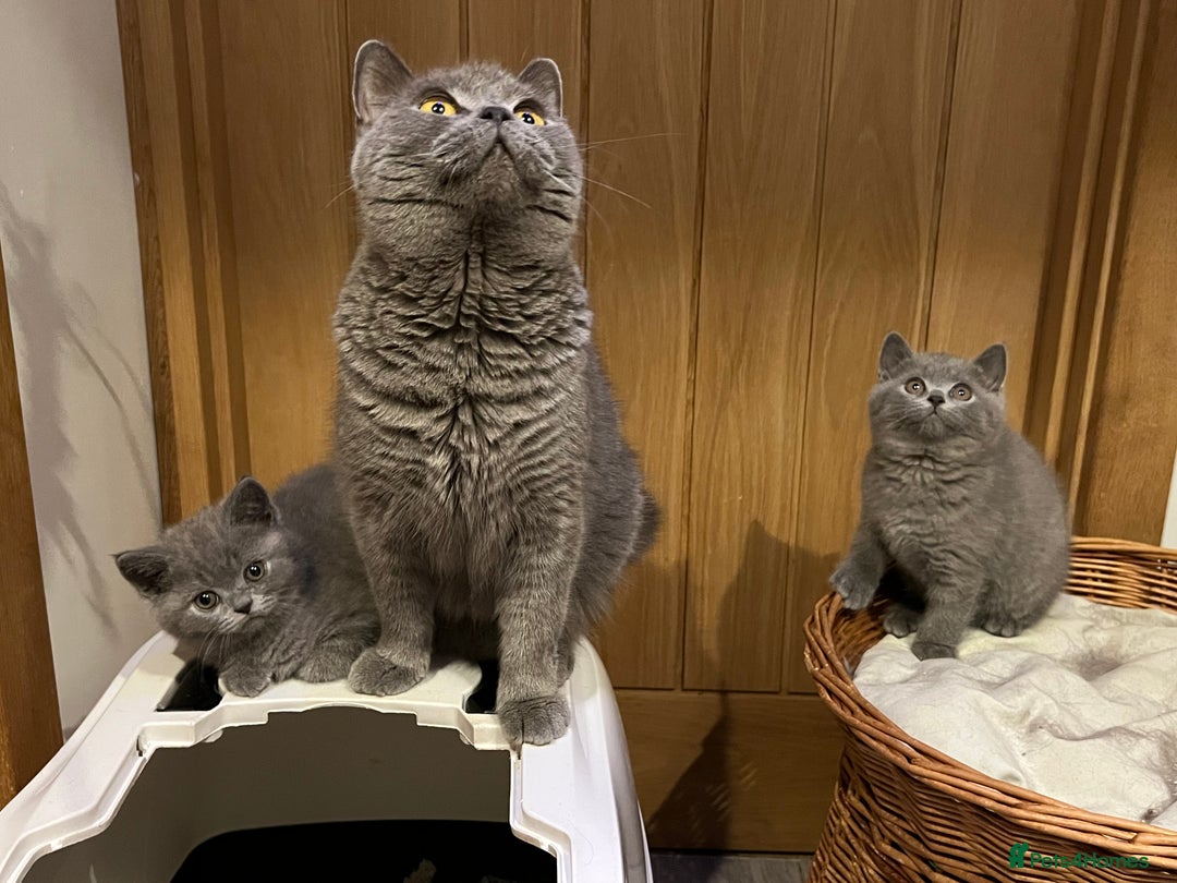 British Shorthair cats for sale: British Blue ready to Steal Your Heart!  - Image 6