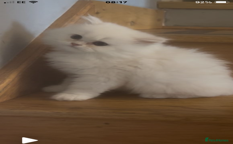 Persian cats - Advert 16