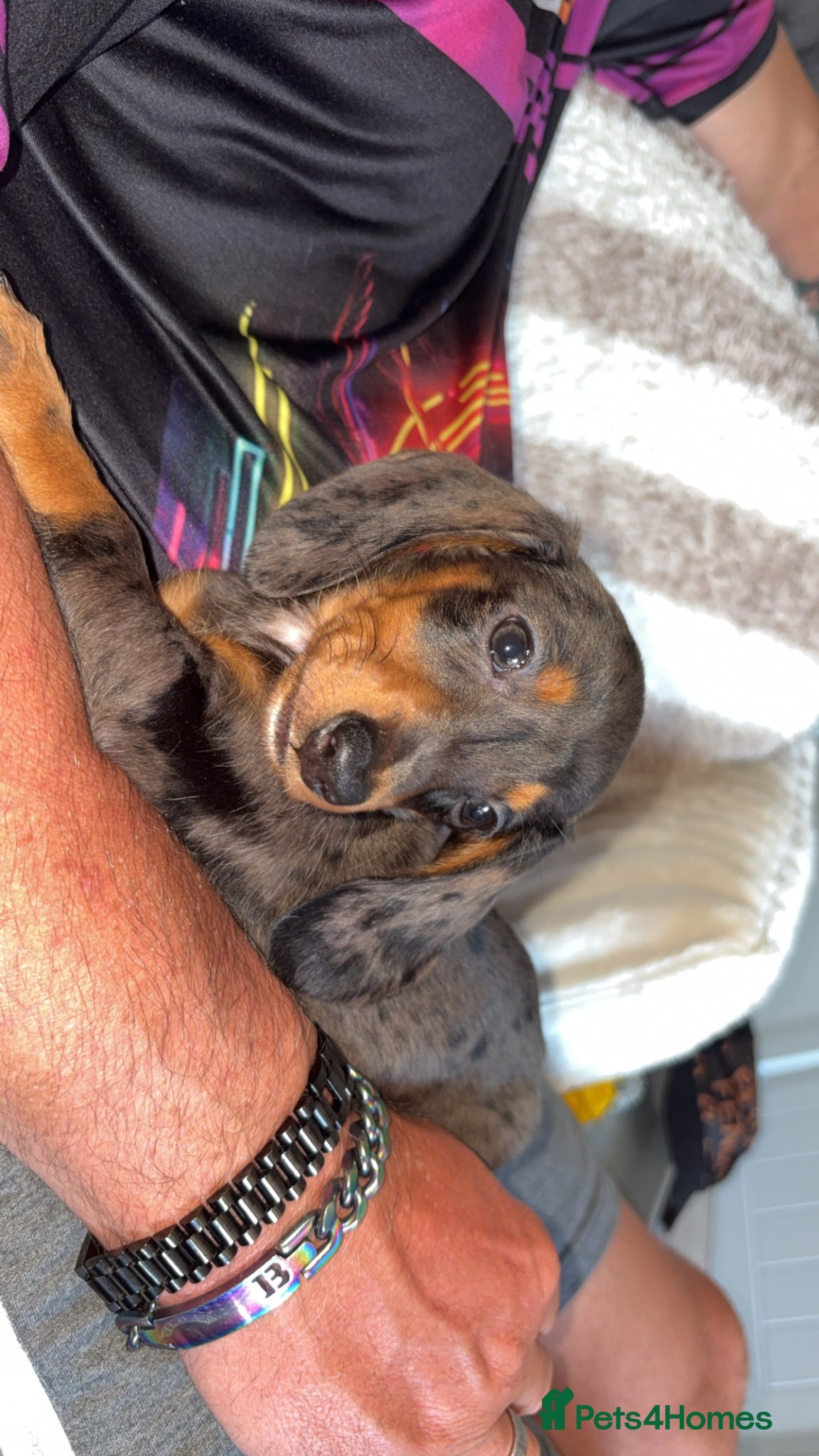Miniature Dachshund dogs for sale: 2Mini Dachshunds ready for forever homes 🏡 - Advert 3