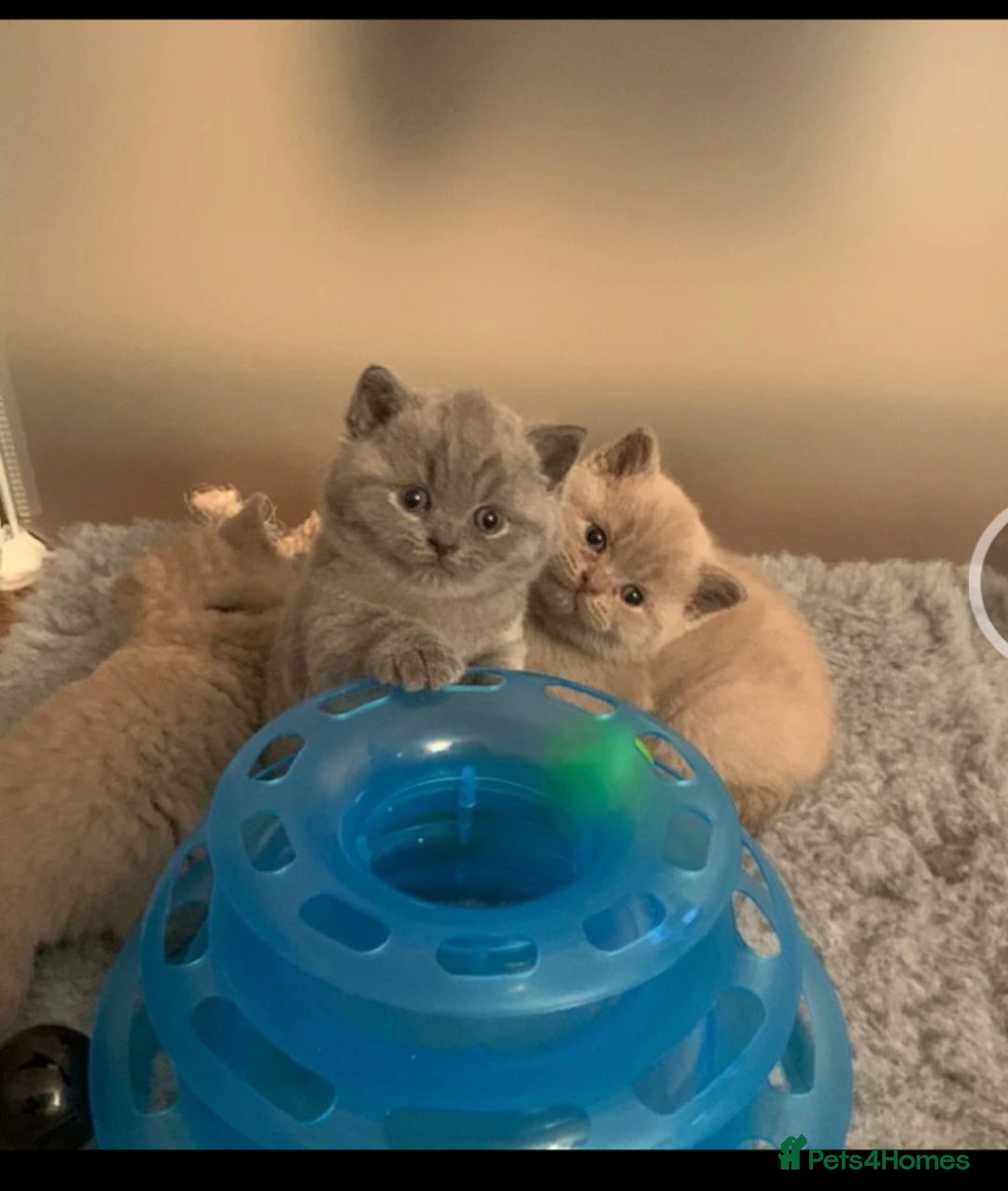 British Shorthair cats for stud: BIG BLUE BEAUTIFUL STUD GCCF AND TICA REGISTERED  in Derby - Image 4