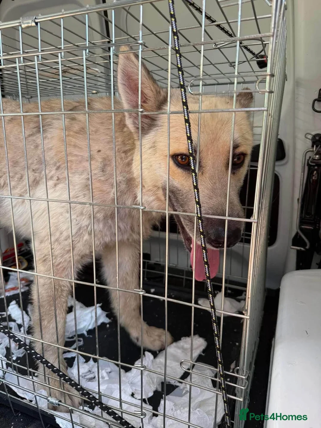 Mixed Breed dogs for adoption: Hal - Norwich Norfolk  - Advert 20