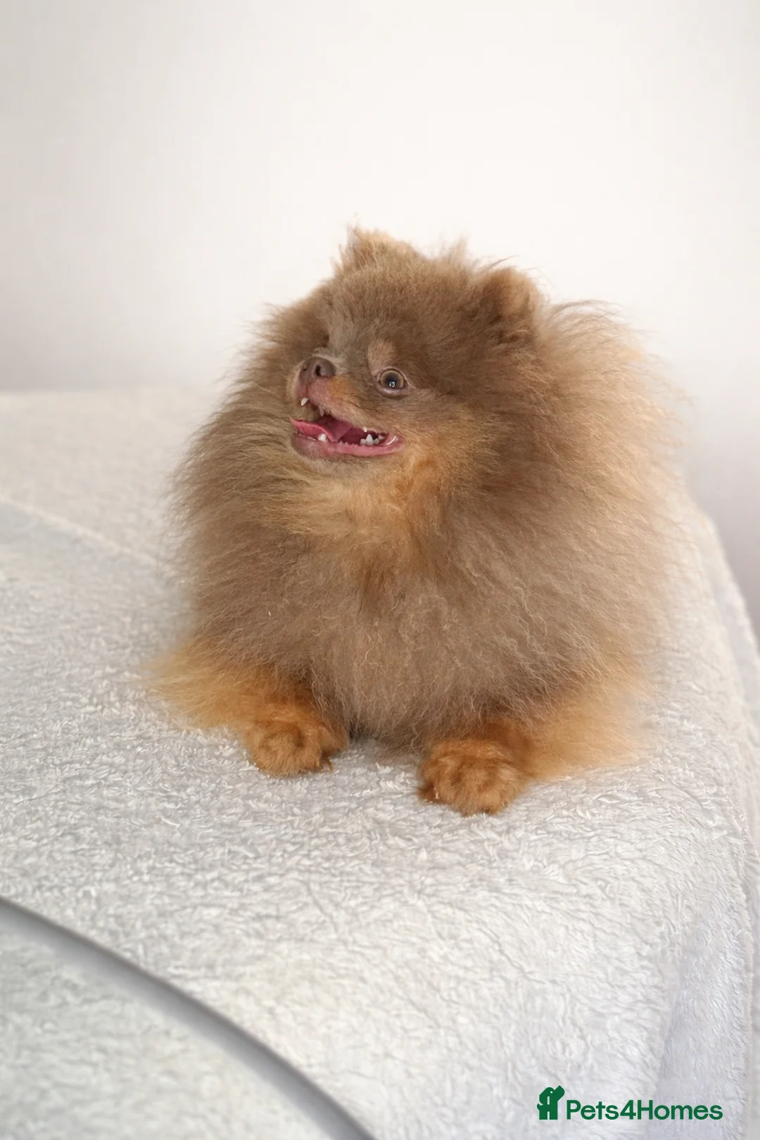 Pomeranian dogs for sale: KC lilac and tan adult boy  - Advert 1