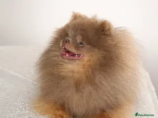 Pomeranian dogs KC lilac and tan adult boy - Advert 4
