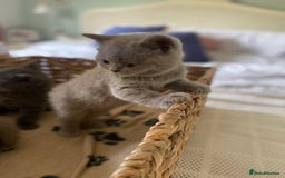 British Shorthair cats for sale: LAST 2 FEMALE kittens British shorthair kittens  in Maidstone - Image 2