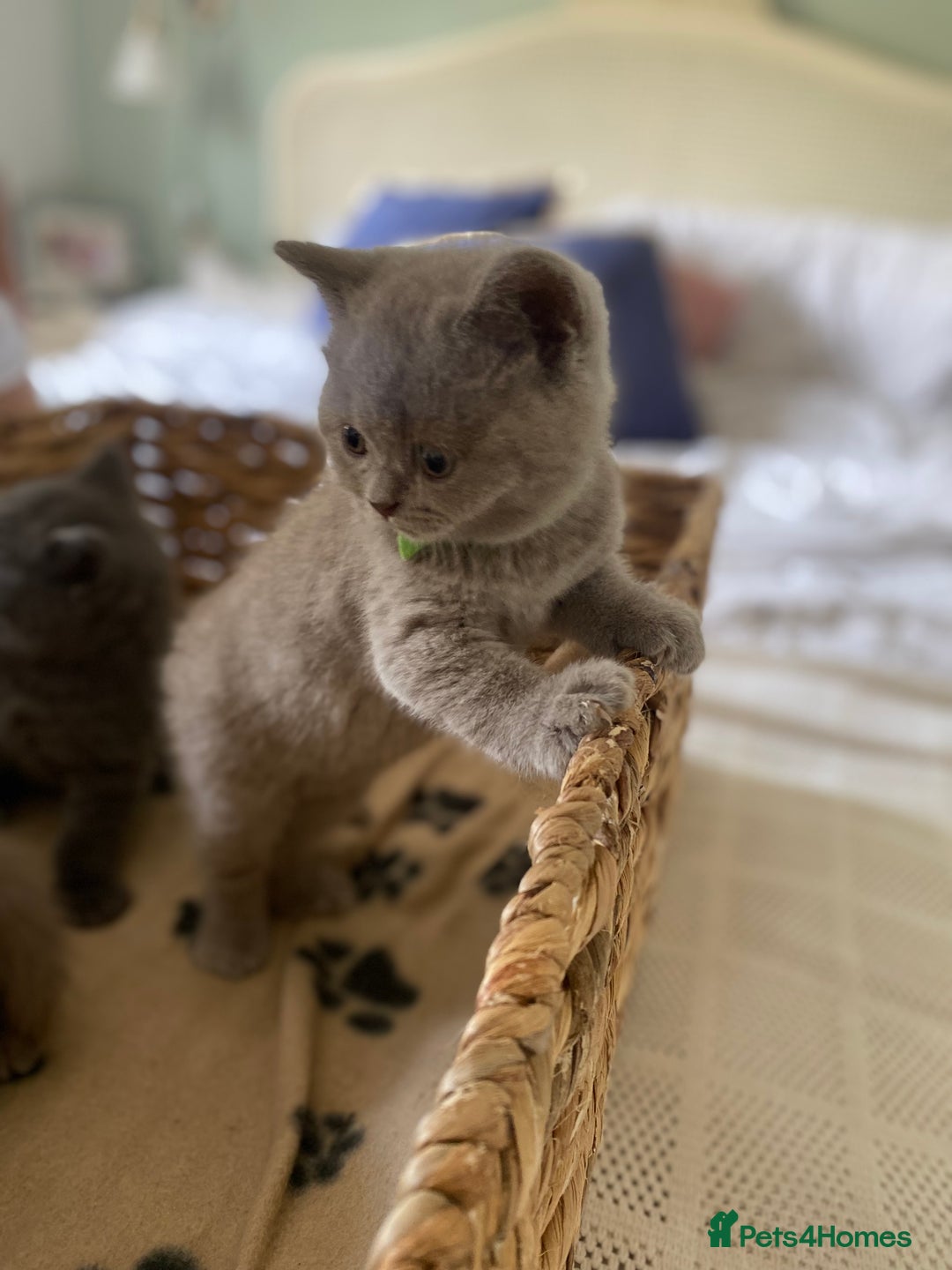 British Shorthair cats for sale: LAST 2 FEMALE kittens British shorthair kittens  in Maidstone - Image 2