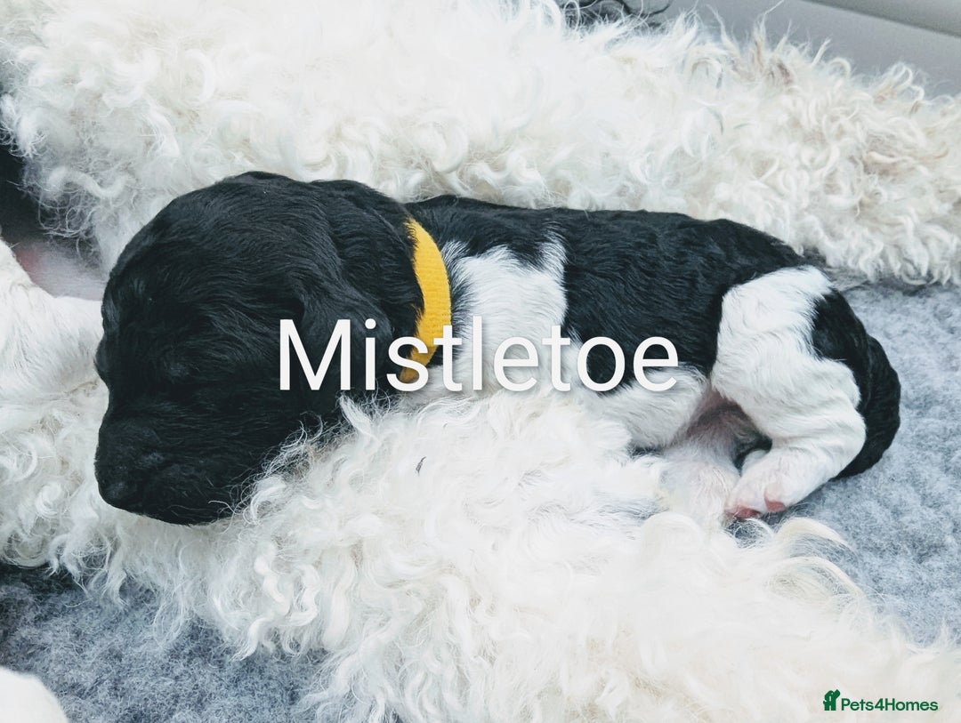 Standard Poodle dogs for sale: 6 wks old, ready 21st Jan, Standard Poodle Puppies - Advert 10