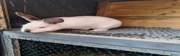 Mixed Breed rabbits for sale: New ZealandWhite cross with Californian Rabbits - Advert 16