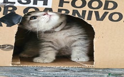 British Shorthair cats for sale: British short hair  - Image 1