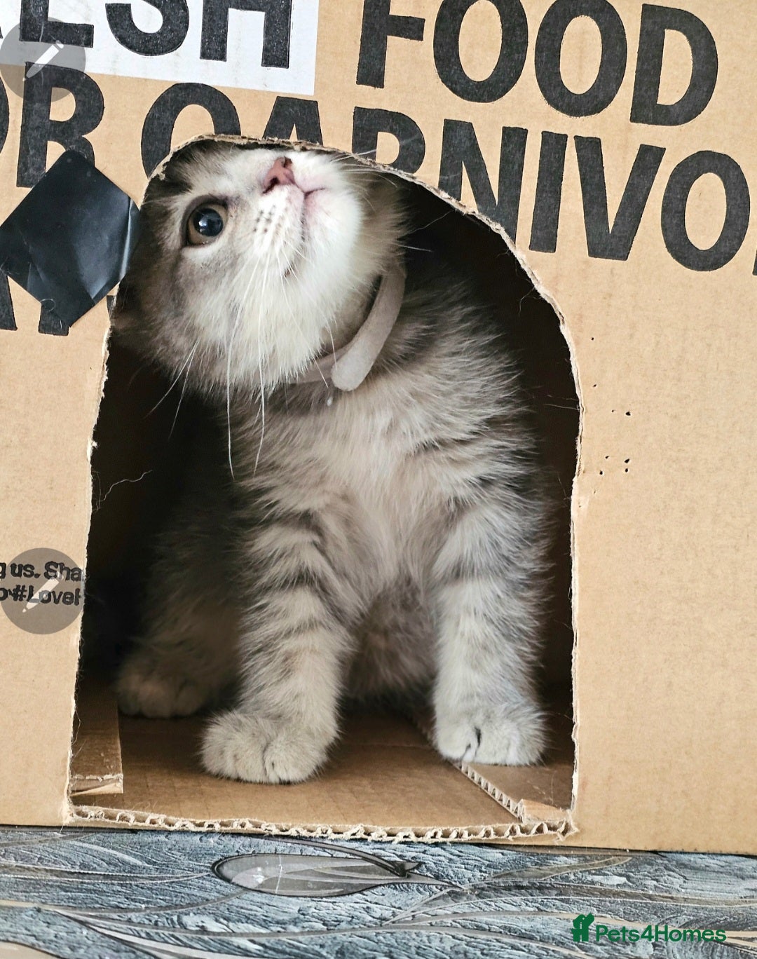 British Shorthair cats for sale: British short hair  - Image 1