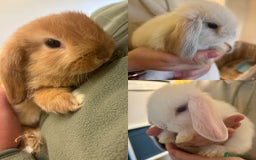Mini Lop rabbits for sale: Mini lop bunnies  - Image 1