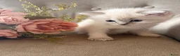 Ragdoll cats for sale: Mischievous trio of gorgeous ragdolls - Advert 15