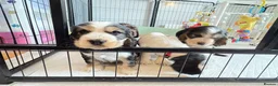 Cocker Spaniel dogs for sale: Ready Now RKC Reg DNA CLEAR Show Cocker Female in Fareham - Advert 30