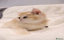 British Shorthair cats for sale: Champion Bloodlines BSH kittens  - Image 21