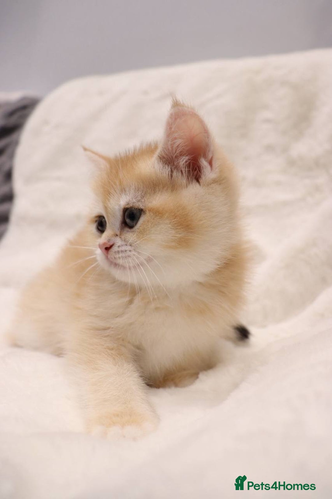 British Shorthair cats for sale: Champion Bloodlines BSH kittens  - Image 21