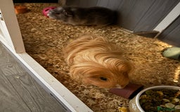 Guinea Pig rodents for sale: Two girls ‘ ivy and iris  - Image 14