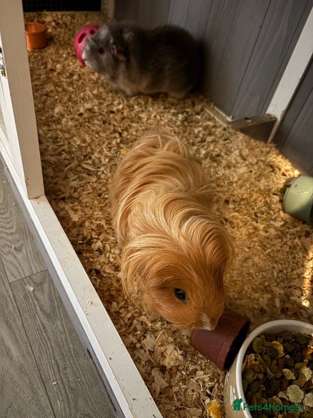Guinea Pig rodents for sale: Two girls ‘ ivy and iris  - Image 14