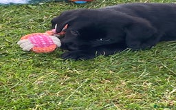 Labrador Retriever dogs for sale: Yellow and black Labrador puppies in Whitchurch - Image 10