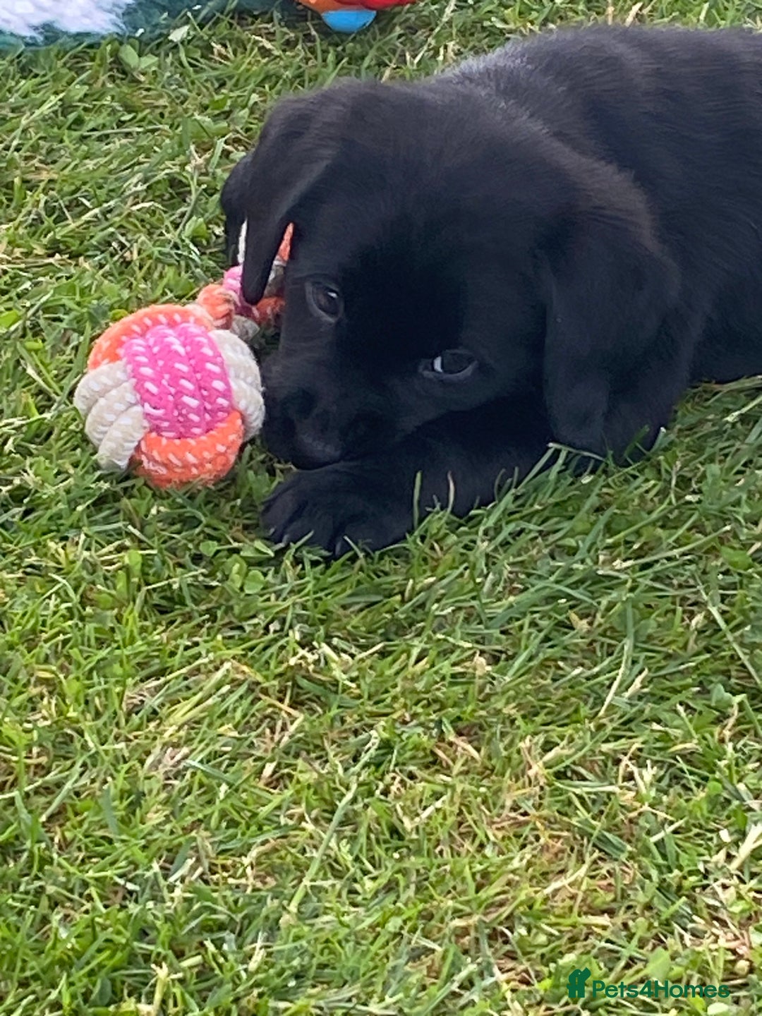 Labrador Retriever dogs for sale: Yellow and black Labrador puppies in Whitchurch - Image 10