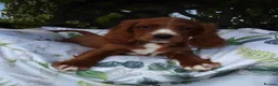 Cockalier dogs for sale: Ruby red cockalier puppies  - Advert 3