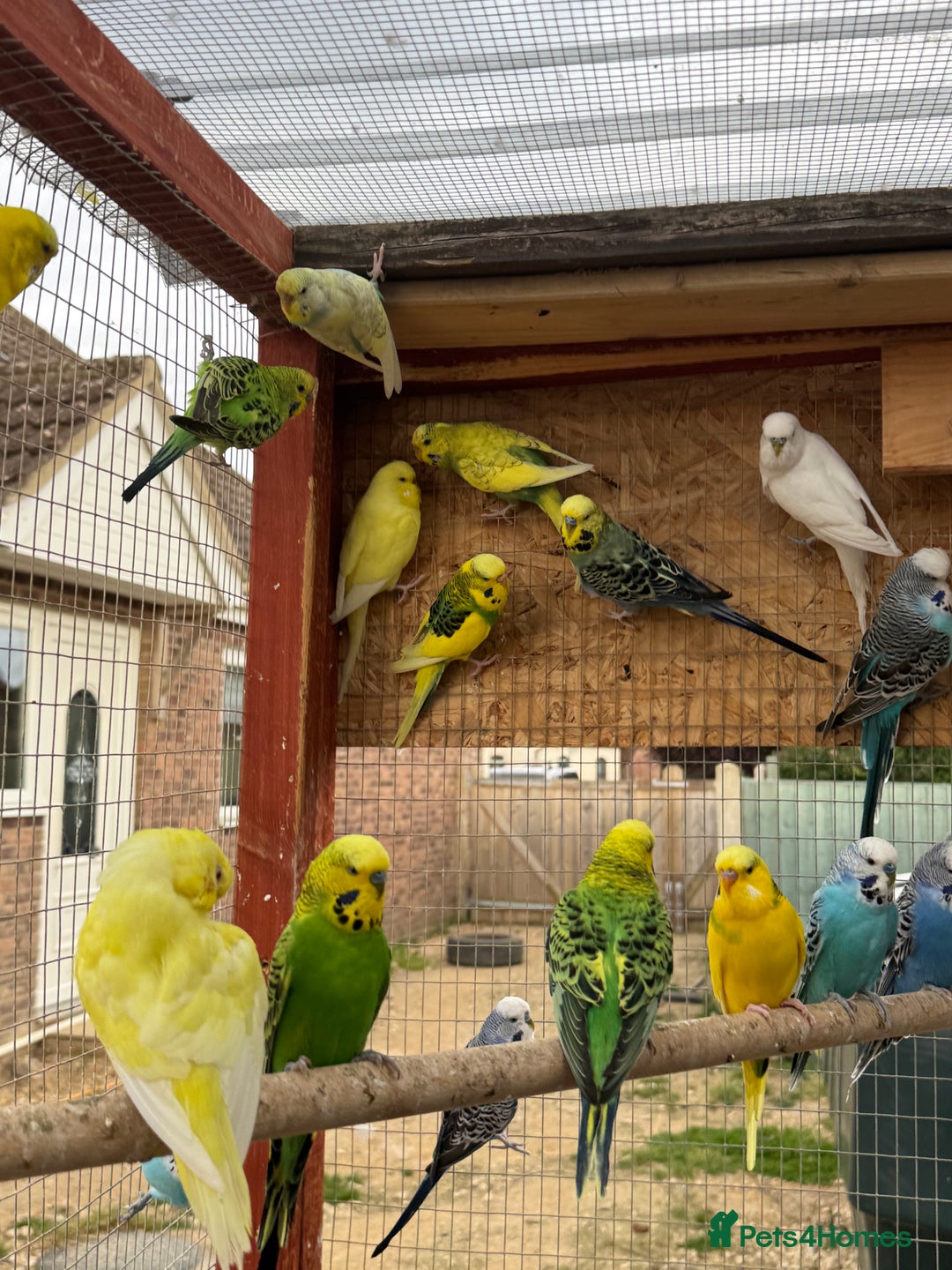 Budgerigars birds for sale: Budgies for new homes, mixed colours  - Image 3