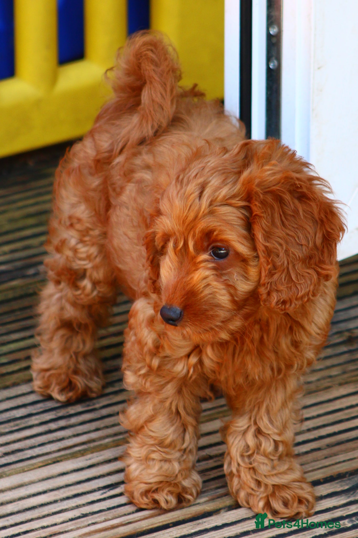 Cockapoo dogs Fox Red cockapoos  - Advert 12