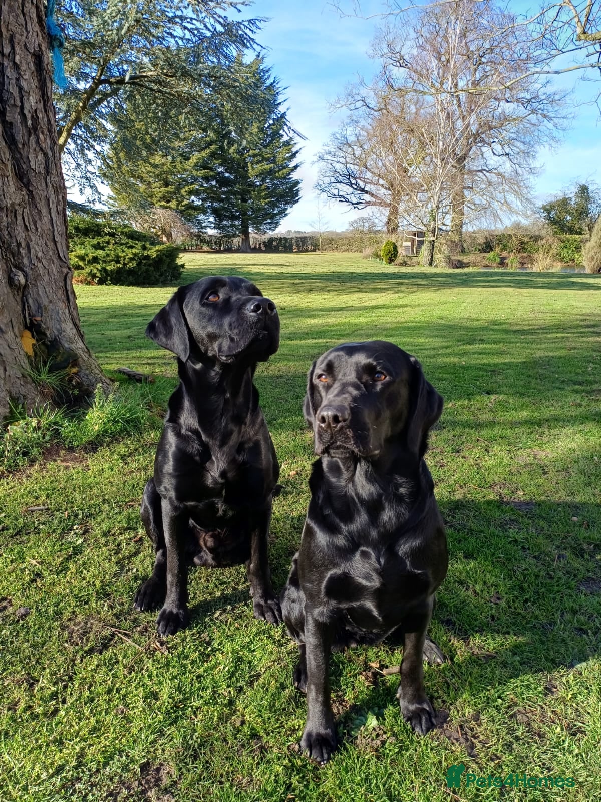 Labrador Retriever dogs for sale: Beautiful litter of Labrador puppies  - Advert 2