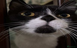 British Shorthair cats for sale: ritish Shorthair Active Breeding Queen (GCCF) - Image 6