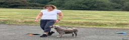 Spanish Water Dog dogs for sale: Spanish water dog  - Advert 25