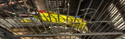 Lorikeets birds for sale: 2 bonded kakarikis - Advert 1