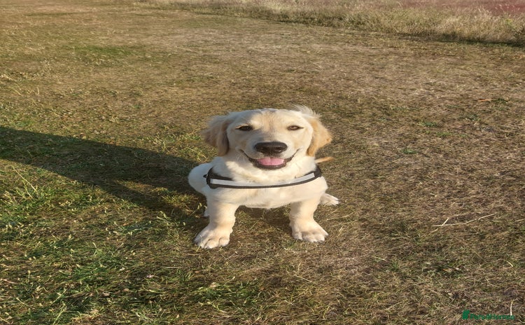 Golden Retriever dogs - Advert 1
