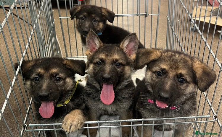 German Shepherd dogs - Advert 3