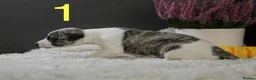 Whippet dogs for sale: Unique whippet brindle puppies in Derby - Advert 3
