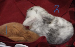 Mini Lop rabbits for sale: Adorable Purebred Mini Lop Babies - Image 7
