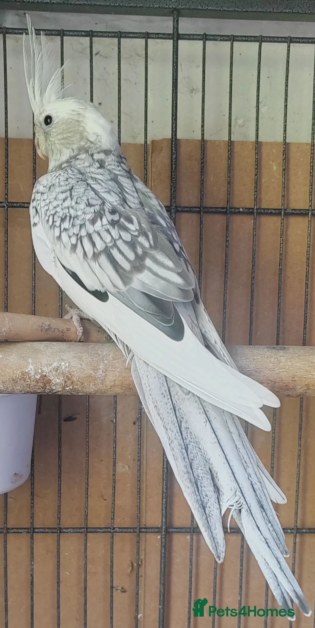 Cockatiels birds for sale: Beautiful Cockatiel Baby in Brixham - Advert 5
