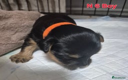 Biewer Terrier dogs for sale: Biewier terrier  - Image 22